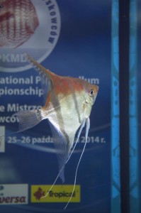 2. Kazimierz Kraćkowski
