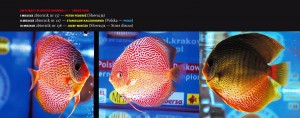 dyskowce_mistrzostwa_pkmd12