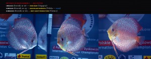 dyskowce_mistrzostwa_pkmd14