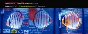 dyskowce_mistrzostwa_pkmd5