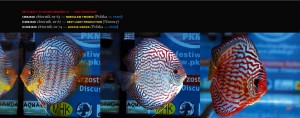 dyskowce_mistrzostwa_pkmd9