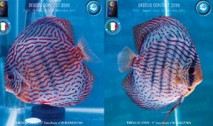 dyskowce_pkmd_italy2