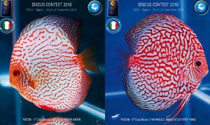 dyskowce_pkmd_italy8