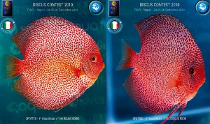 dyskowce_pkmd_italy9