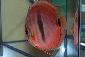 paletki_dyskowce_wystawa_mistrzostwa