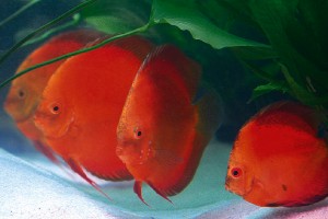 pkmd_discus_red